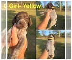 Puppy Female Yellow German Shorthaired Pointer