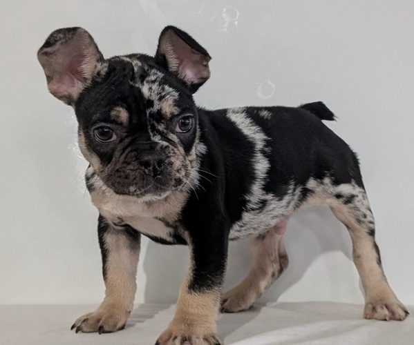 Medium Photo #9 French Bulldog Puppy For Sale in GOSHEN, IN, USA