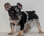 Small #8 French Bulldog