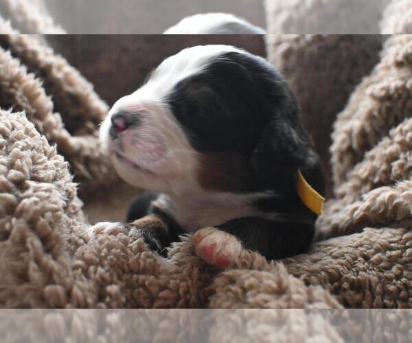 Medium Photo #24 Bernedoodle Puppy For Sale in ELMWOOD, IL, USA