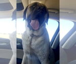 Small #1 Mastiff