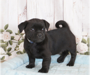 Havanese-Pug Mix Puppy for sale in PENNS CREEK, PA, USA