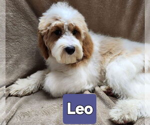 Cavapoo Dogs for adoption in Smithfield, PA, USA
