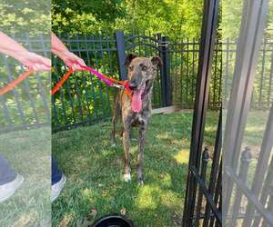 Bambi - Female Greyhound Dog for Adoption - Photo #3
