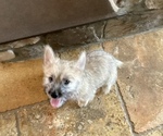 Small #4 Cairn Terrier