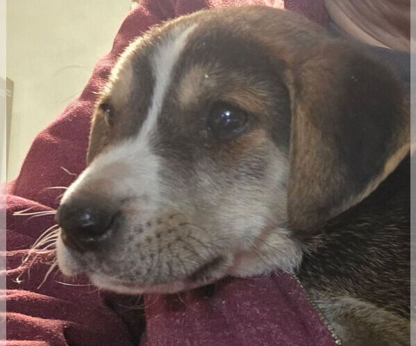 Medium Photo #2 Labrador Retriever-Unknown Mix Puppy For Sale in Brewster, NY, USA