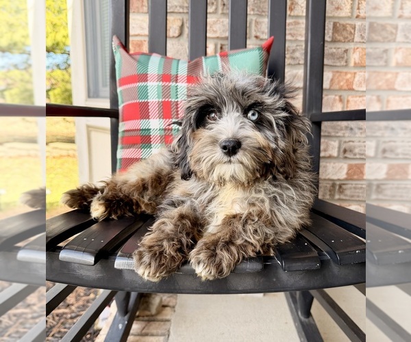 Medium Photo #3 Cock-A-Poo Puppy For Sale in GREENFIELD, IN, USA
