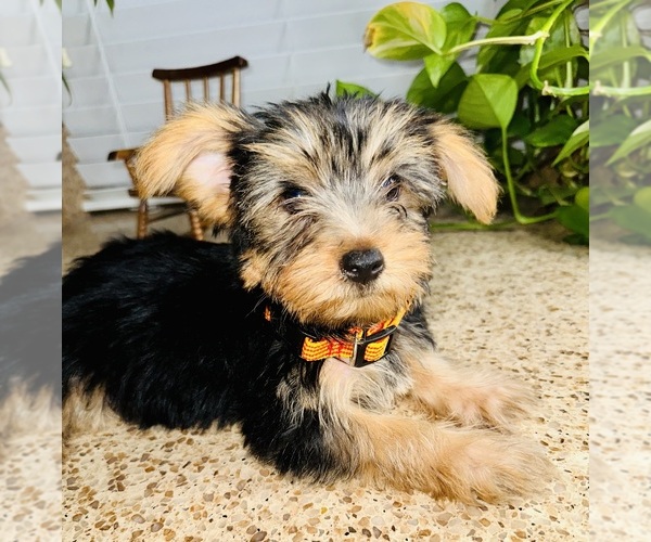 Medium Photo #9 Yorkshire Terrier Puppy For Sale in RIVERSIDE, CA, USA