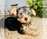 Small Photo #9 Yorkshire Terrier Puppy For Sale in RIVERSIDE, CA, USA