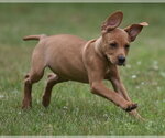 Small Labrador Retriever Mix