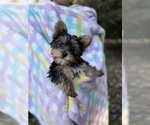 Small #3 Yorkshire Terrier