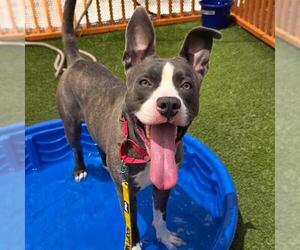 Mutt Dogs for adoption in Las Vegas, NV, USA