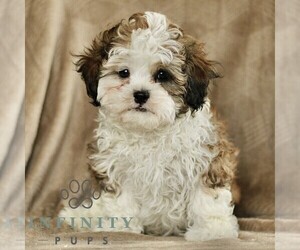 ShihPoo Puppy for sale in GORDONVILLE, PA, USA