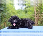 Small #1 Poodle (Toy)