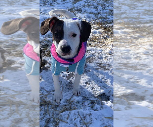 Medium Photo #4 Beagle-Unknown Mix Puppy For Sale in Techny, IL, USA