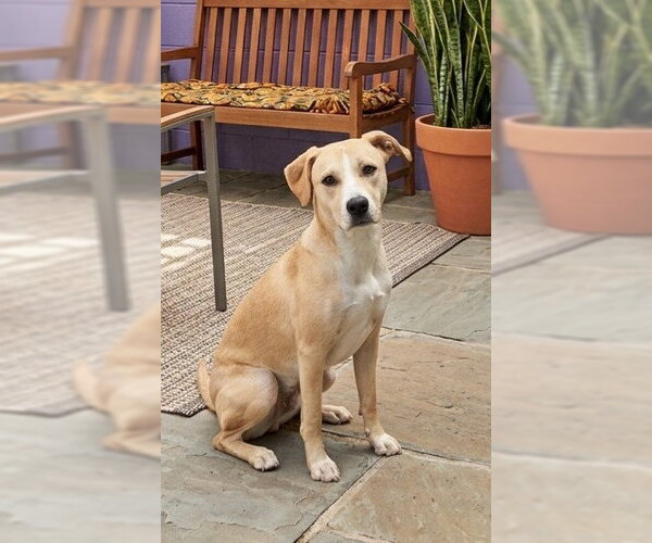 Medium Photo #2 Labrador Retriever-Unknown Mix Puppy For Sale in Genesee, WI, USA