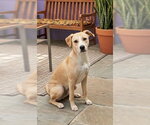 Small #1 Labrador Retriever Mix