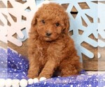Small Photo #6 Cavapoo Puppy For Sale in JONES, MI, USA