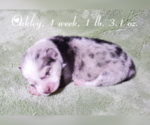 Small Photo #19 Pomsky Puppy For Sale in RAMONA, CA, USA