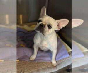 French Bulldog Dogs for adoption in Oak Bluffs, MA, USA