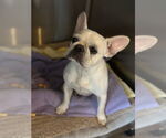 Small French Bulldog