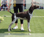 Small Photo #1 German Shorthaired Pointer Puppy For Sale in Corbeanca, Ilfov, Romainia