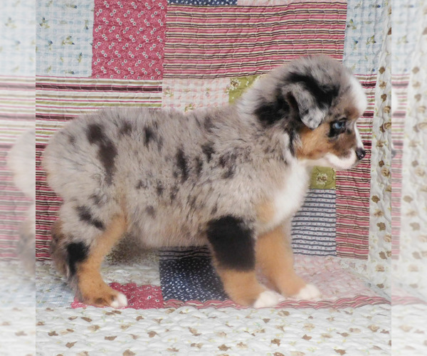Medium Photo #13 Miniature Australian Shepherd Puppy For Sale in HARRISON, OH, USA