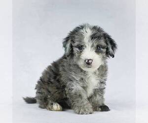 Poodle (Miniature)-Sheepadoodle Mix Puppy for sale in HOLMESVILLE, OH, USA