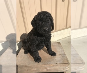 Labradoodle Puppy for sale in GOSHEN, IN, USA