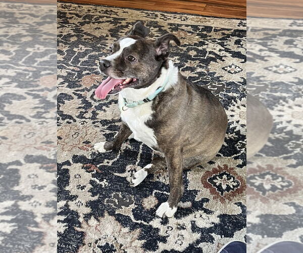 Medium Photo #3 Australian Shepherd-French Bulldog Mix Puppy For Sale in Minneapolis, MN, USA