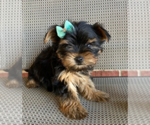 Cane Corso Puppy for sale in LOS ANGELES, CA, USA