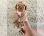 Small #2 Goldendoodle