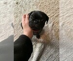 Small #5 Frenchie Pug