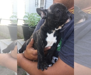 French Bulldog Puppy for sale in PAWTUCKET, RI, USA