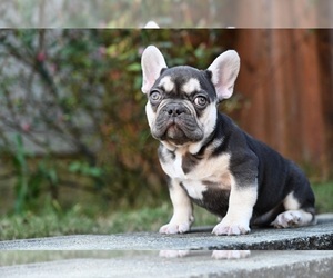 Medium French Bulldog