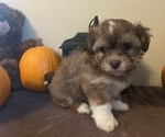 Puppy Snowflake Havanese