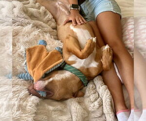 Amber - Female American Staffordshire Terrier-Unknown Mix Dog for Adoption - Photo #2