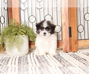 Zuchon Puppy for sale in NAPLES, FL, USA