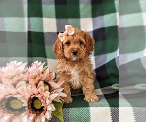 Cock-A-Poo Puppy for sale in NOTTINGHAM, PA, USA