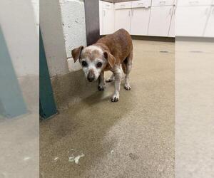 Dachshund Dogs for adoption in Santa Maria, CA, USA