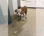 Small Dachshund
