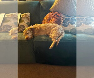 Buddy - No More Applications, Please! - Male Doxiepoo (Standard) Dog for Adoption - Photo #4