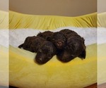 Image preview for Ad Listing. Nickname: Brown puppy