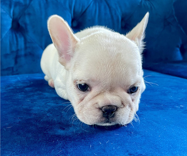 Medium Photo #10 French Bulldog Puppy For Sale in ANDERSONVILLE, TN, USA