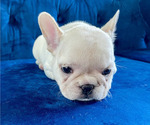 Small Photo #10 French Bulldog Puppy For Sale in ANDERSONVILLE, TN, USA