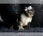 Small #6 Poodle (Toy)