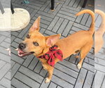Small #2 Carolina Dog Mix
