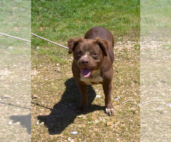 Medium Photo #1 American Staffordshire Terrier-Spaniel Mix Puppy For Sale in Jackson, MS, USA