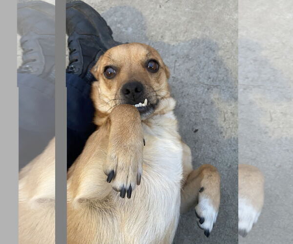 Medium Photo #11 Puggle Puppy For Sale in San Francisco, CA, USA