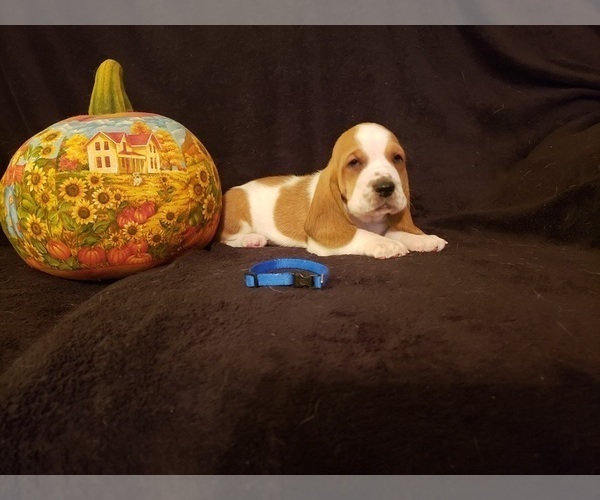 Medium Photo #11 Basset Hound Puppy For Sale in CLAREMORE, OK, USA